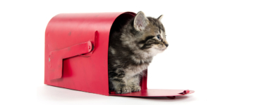 Why Email Is Like Schrödinger’s Cat And How This Doesn’t Have To Be A Problem